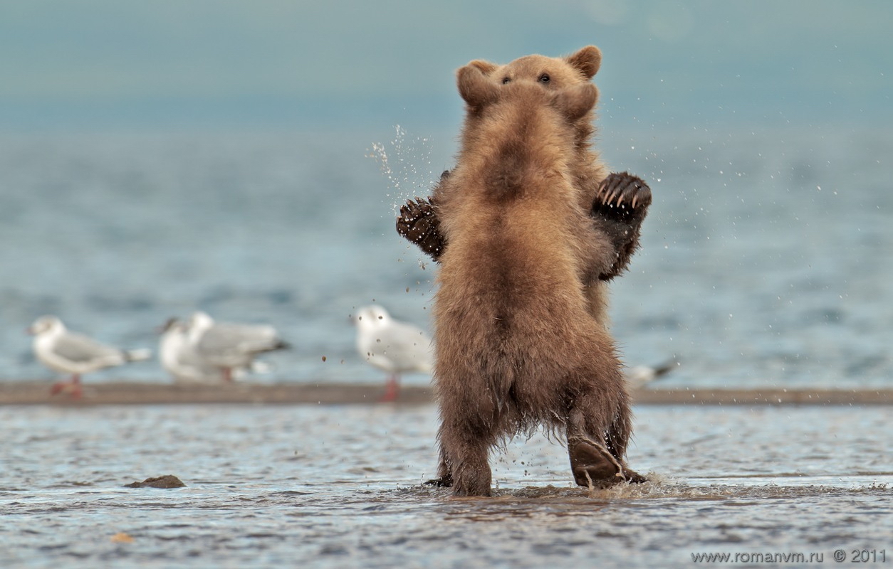 Песня танец медведей. Медведь танцует. Танцующий мишка. Медвежонок танцует. Медведь на задних лапах.