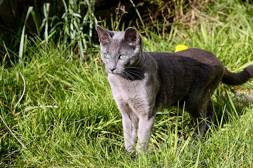 A Leafbare Patrol [NOW CLOSED] Russian-blue-cat